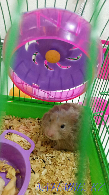 Hamster thoroughbred Aqtobe - photo 2