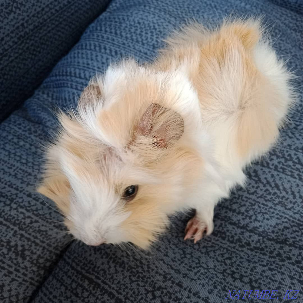 В продаже морская свинка Петропавловск - изображение 5