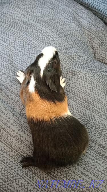 В продаже морская свинка Петропавловск - изображение 4