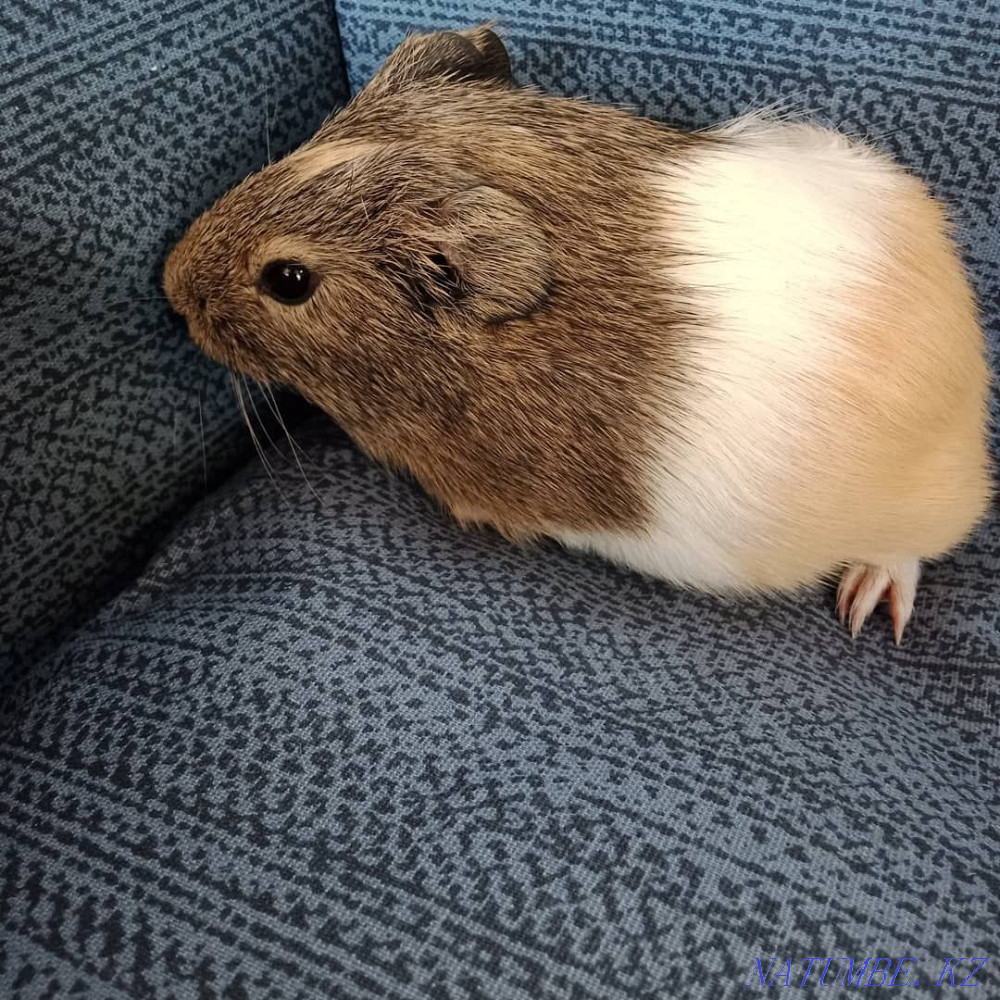 В продаже морская свинка Петропавловск - изображение 6