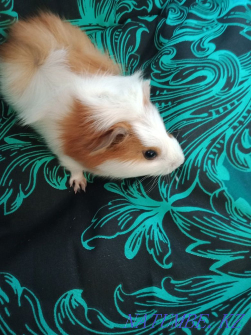 В продаже морская свинка Петропавловск - изображение 8