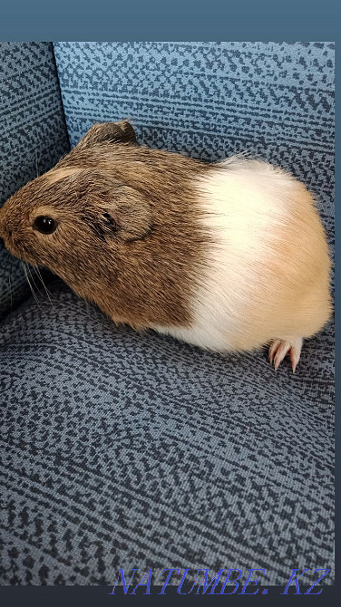 В продаже морская свинка Петропавловск - изображение 3