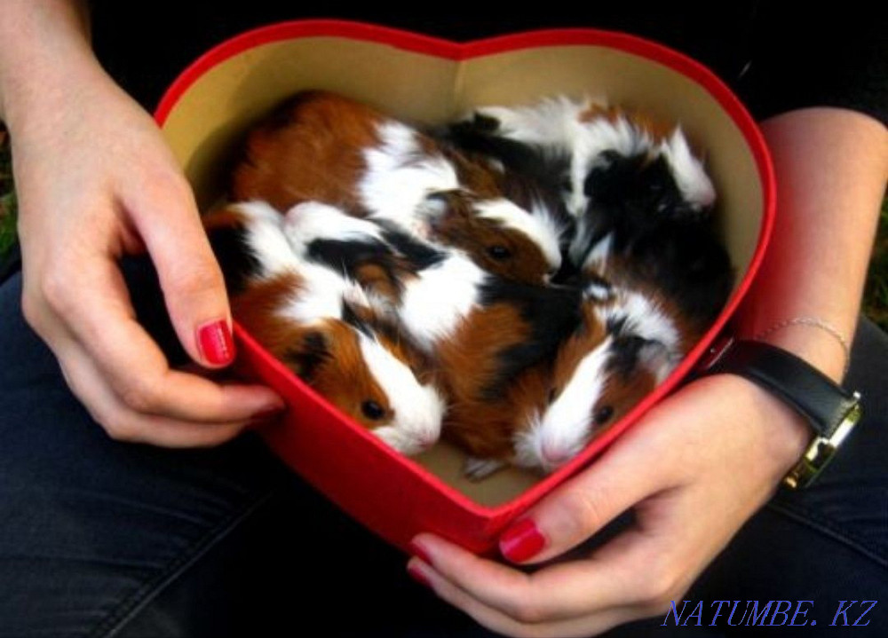 В продаже морская свинка Петропавловск - изображение 1