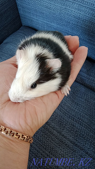 В продаже морская свинка Петропавловск - изображение 2