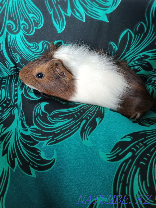В продаже морская свинка Петропавловск - изображение 7