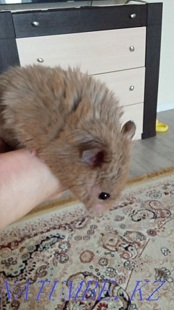 Hamster thoroughbred Aqtobe - photo 5