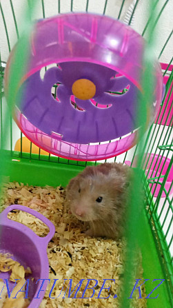 Hamster thoroughbred Aqtobe - photo 2