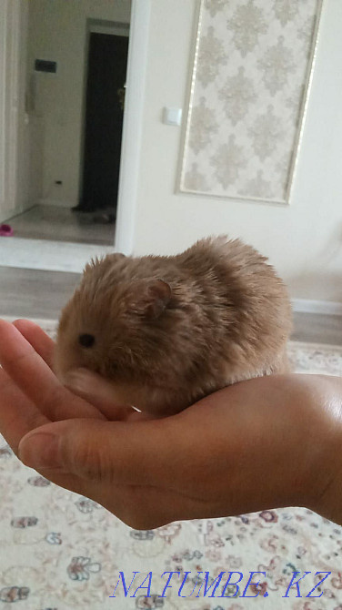 Hamster thoroughbred Aqtobe - photo 1