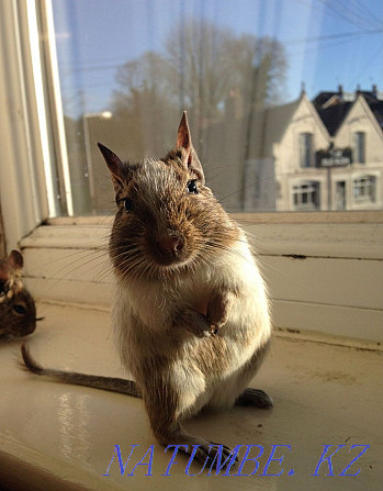 Squirrel Sell Degu squirrel Petropavlovsk - photo 2