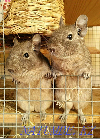 Squirrel Sell Degu squirrel Petropavlovsk - photo 3