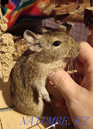 Squirrel Sell Degu squirrel Petropavlovsk - photo 1