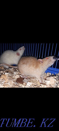 Two funny rats Shchuchinsk - photo 1