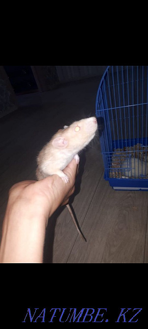 Two funny rats Shchuchinsk - photo 2