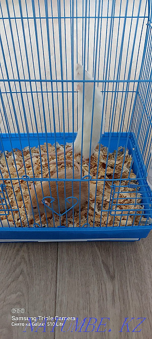 Two funny rats Shchuchinsk - photo 6
