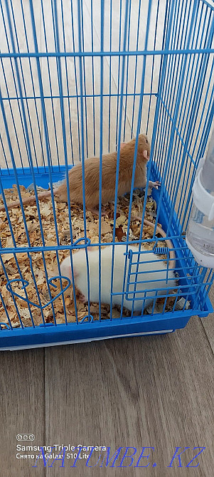 Two funny rats Shchuchinsk - photo 4