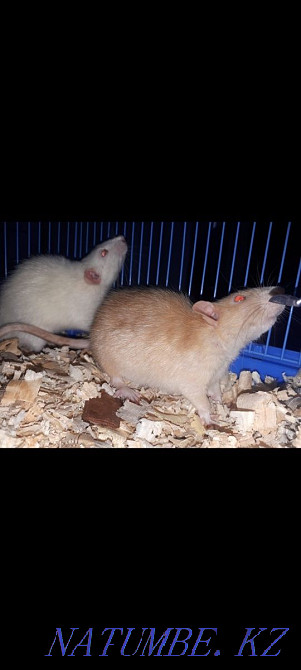 Two funny rats Shchuchinsk - photo 1