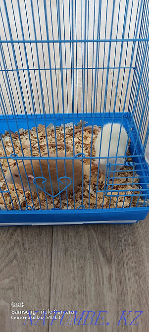 Two funny rats Shchuchinsk - photo 5