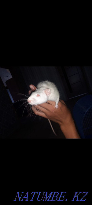 Two funny rats Shchuchinsk - photo 3