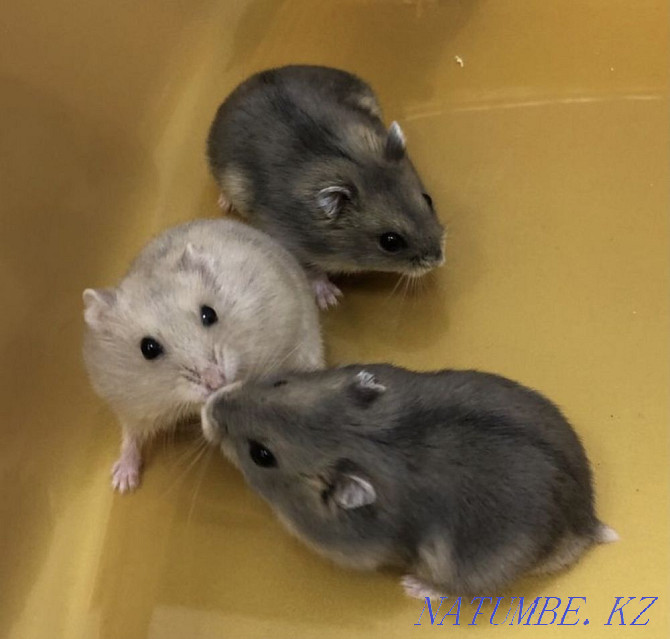 Cute hamsters (hamsters) Astana - photo 1