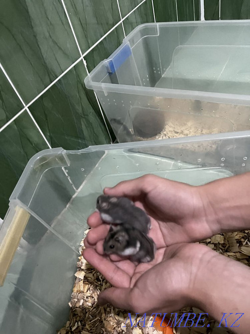 Джунгарские хомяки Шымкент - изображение 2