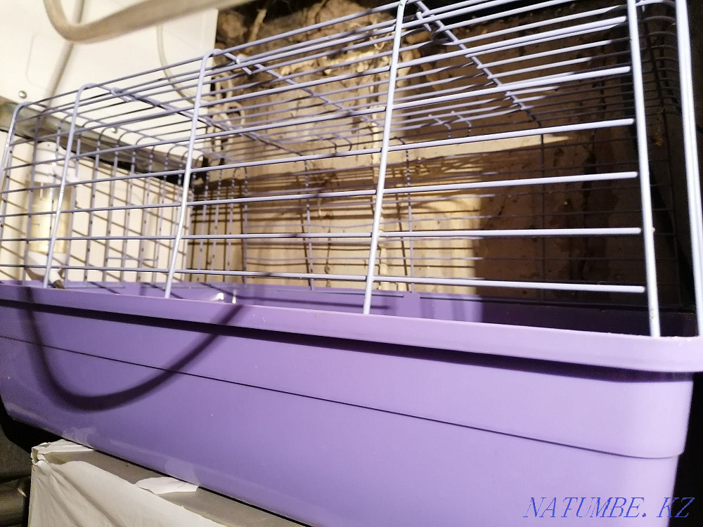 Қояндарға, теңіз шошқаларына, егеуқұйрықтарға және т.б.  Қарағанды - изображение 2