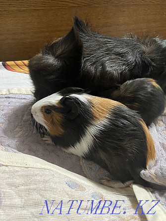 Guinea pigs for sale Мухаметжан Туймебаева - photo 1