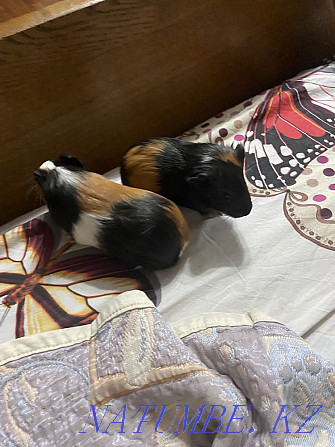 Guinea pigs for sale Мухаметжан Туймебаева - photo 3