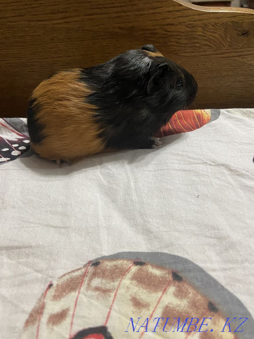 Морские свинки продам Мухаметжан Туймебаева - изображение 8
