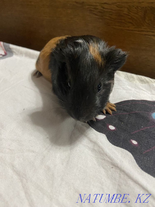 Морские свинки продам Мухаметжан Туймебаева - изображение 4