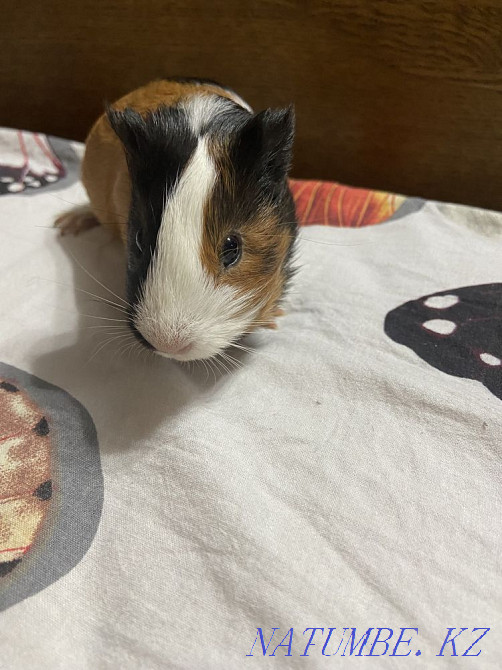Морские свинки продам Мухаметжан Туймебаева - изображение 5