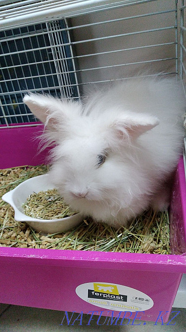 decorative rabbit Astana - photo 2