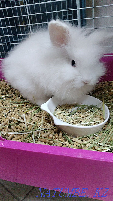 decorative rabbit Astana - photo 1