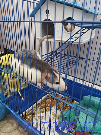 I will give rats without a cage Balqash - photo 1