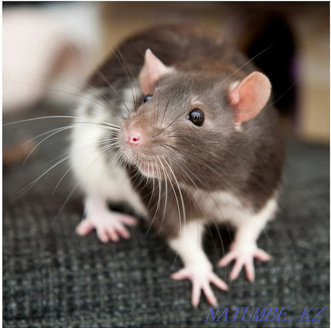 cute rats Kostanay - photo 1