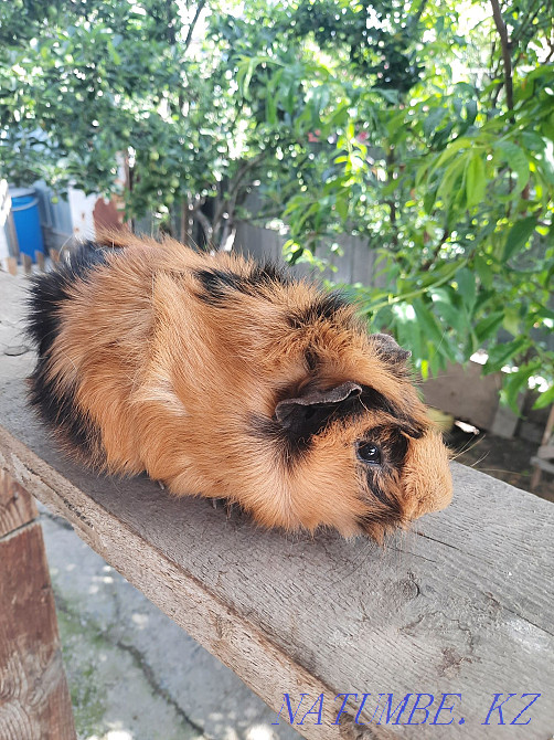 Отдам в хорошие руки Гульдала - изображение 1