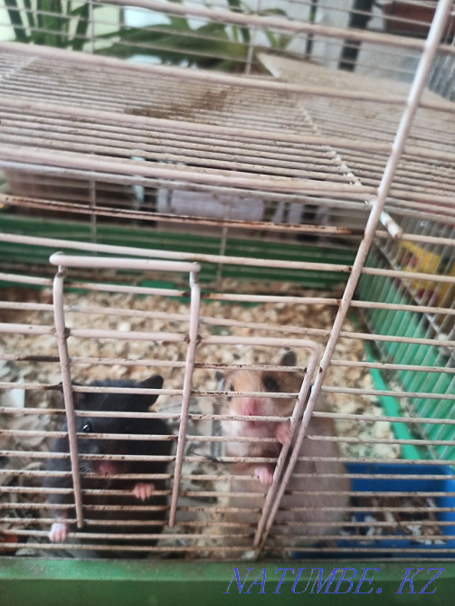 Срочно! хомяки незнаю название  - изображение 1