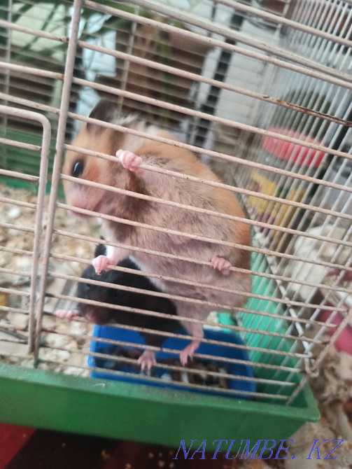 Срочно! хомяки незнаю название  - изображение 2