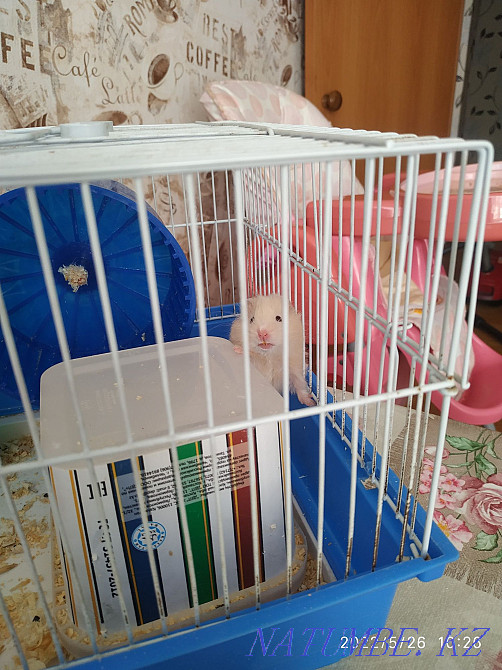 сүйкімді хомяк сатылады  Астана - изображение 2