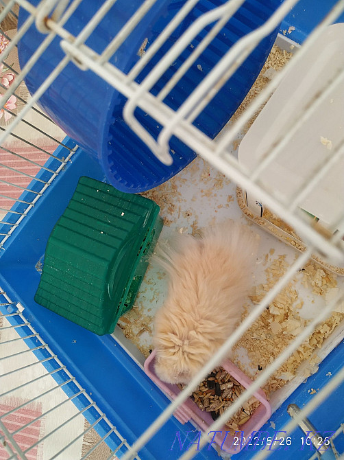 сүйкімді хомяк сатылады  Астана - изображение 3