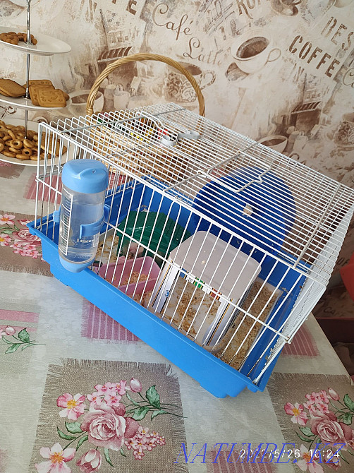 сүйкімді хомяк сатылады  Астана - изображение 1