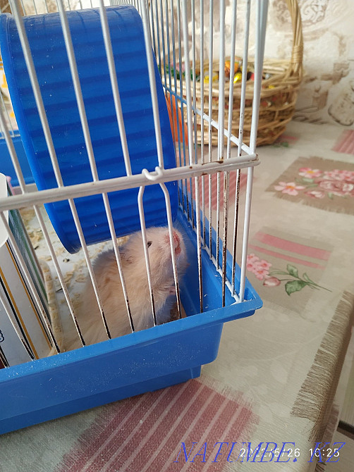 сүйкімді хомяк сатылады  Астана - изображение 5