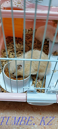 I will sell a hamster for 10.000 tenge small for 5000 Акбулак - photo 2