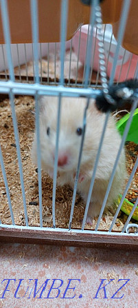 I will sell a hamster for 10.000 tenge small for 5000 Акбулак - photo 3