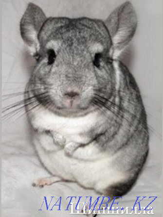 Gray chinchilla in the pet store "LIVOY WORLD" Almaty - photo 2