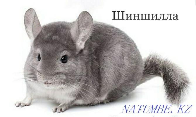 Gray chinchilla in the pet store "LIVOY WORLD" Almaty - photo 3