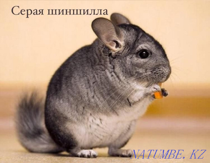 Gray chinchilla in the pet store "LIVOY WORLD" Almaty - photo 1