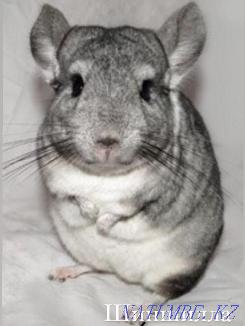 Gray chinchilla in the pet store "LIVOY WORLD" Almaty - photo 2