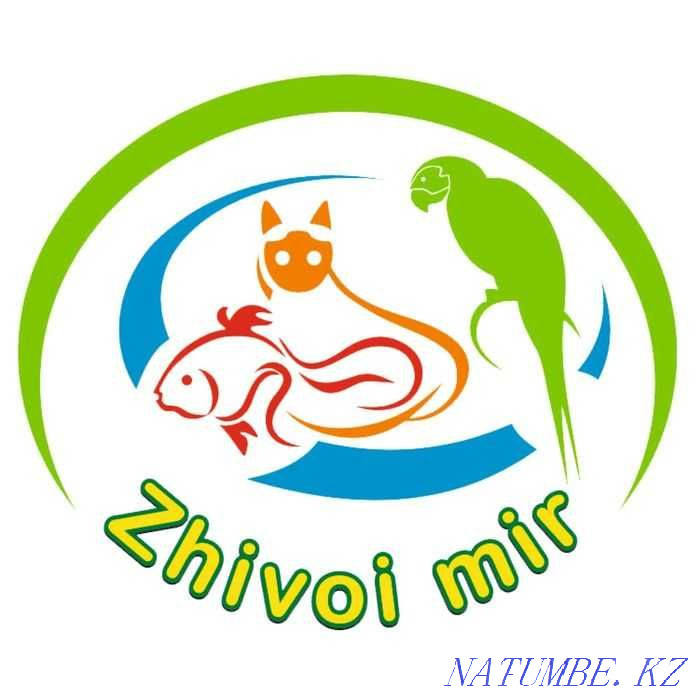 Gray chinchilla in the pet store "LIVOY WORLD" Almaty - photo 5