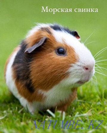 Guinea pig in the pet store "LIVOY WORLD" Almaty - photo 1