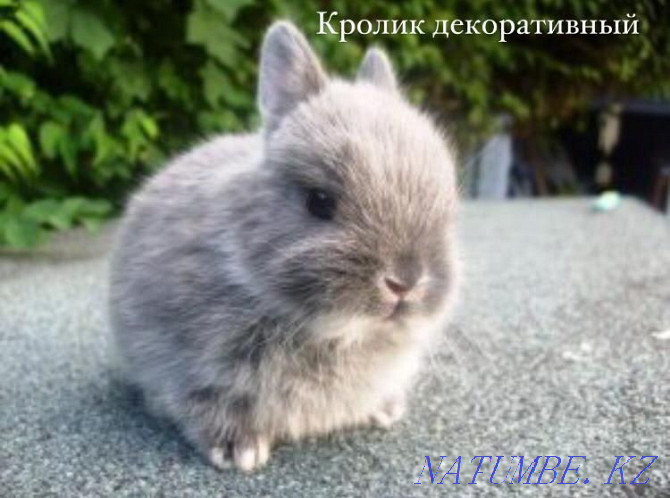 Guinea pig in the pet store "LIVOY WORLD" Almaty - photo 6